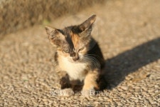 Tiny Cat Alone - Edgy 이미지 (140475606) - 게티이미지뱅크 Tiny Cat Alone - Edgy