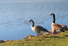 Canada geese back from migration 이미지 (93459131) - 게티이미지뱅크 Canada geese back from migration
