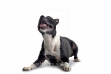 terrier 이미지 (97684672) - 게티이미지뱅크 terrier