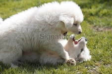 Great Pyrenees puppies 이미지 (172200207) - 게티이미지뱅크 Great Pyrenees puppies
