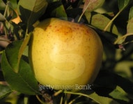 Nestled Apple 이미지 (144331284) - 게티이미지뱅크 Nestled Apple