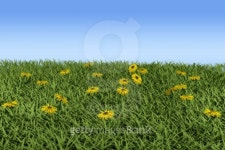 field 이미지 (93855200) - 게티이미지뱅크 field