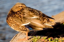 Mallard 이미지 (89893751) - 게티이미지뱅크 Mallard