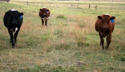 Cattle 21 이미지 (94351274) - 게티이미지뱅크 Cattle 21