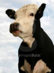 Cattle 18 이미지 (94351167) - 게티이미지뱅크 Cattle 18