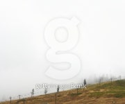 Hill with trees and telephone lines 이미지 (sb10067748o-001) - 게티이미지뱅크 Hill with trees and telephone lines
