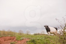 Cow in pasture and overcast sky 이미지 (86502943) - 게티이미지뱅크 Cow in pasture and overcast sky