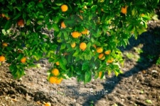 Branches Laden with Oranges 이미지 (94108864) - 게티이미지뱅크 Branches Laden with Oranges