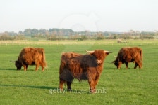 Scottish cattles 이미지 (146052010) - 게티이미지뱅크 Scottish cattles