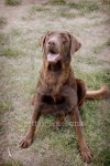 Good Dog 이미지 (145990541) - 게티이미지뱅크 Good Dog
