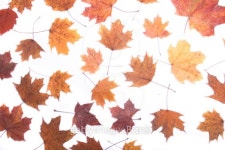 autumn background 이미지 (99927957) - 게티이미지뱅크 autumn background