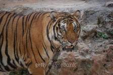 Tiger 이미지 (144956194) - 게티이미지뱅크 Tiger