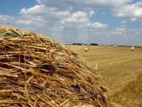 Hay bales 이미지 (105888411) - 게티이미지뱅크 Hay bales