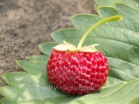 Strawberry 이미지 (99737542) - 게티이미지뱅크 Strawberry