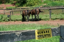 A Yellow Beware horse bites sign 이미지 (100082667) - 게티이미지뱅크 A Yellow Beware horse bites sign