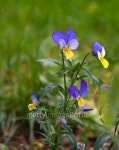 Wild pansy 이미지 (92005652) - 게티이미지뱅크 Wild pansy