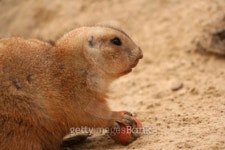 Prairie dog eating carrot 이미지 (92781508) - 게티이미지뱅크 Prairie dog eating carrot