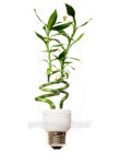 Eco light bulb 이미지 (94416723) - 게티이미지뱅크 Eco light bulb