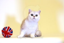 Silver Shaded British Shorthair cat 이미지 (145194112) - 게티이미지뱅크 Silver Shaded British Shorthair cat