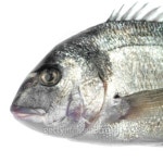 Fish 이미지 (94497199) - 게티이미지뱅크 Fish
