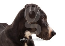 Great Danes dog 이미지 (145991367) - 게티이미지뱅크 Great Danes dog