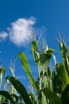 Cornfield and blue sky 이미지 (147001182) - 게티이미지뱅크 Cornfield and blue sky