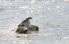 Osprey bathing 이미지 (147264300) - 게티이미지뱅크 Osprey bathing