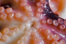 squid centre 이미지 (94296604) - 게티이미지뱅크 squid centre