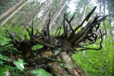 Tree roots 이미지 (94690878) - 게티이미지뱅크 Tree roots