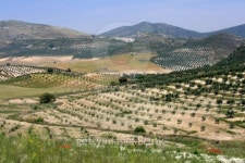 Olive trees 이미지 (100056215) - 게티이미지뱅크 Olive trees