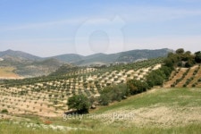 Olive trees 이미지 (100056234) - 게티이미지뱅크 Olive trees
