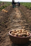 Fresh Potatoes from field 이미지 (146758200) - 게티이미지뱅크 Fresh Potatoes from field