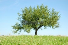 Solitaire Tree 이미지 (172871912) - 게티이미지뱅크 Solitaire Tree