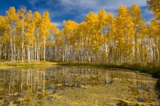 Fall Aspens Reflecting in Scenic Mountain Lake 이미지 (134424509) - 게티이미지뱅크 Fall Aspens Reflecting in Scenic Mountain Lake