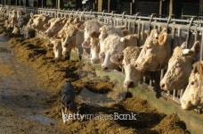 feeding cows 이미지 (146863769) - 게티이미지뱅크 feeding cows