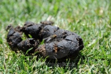 Fly on dog do 이미지 (117474133) - 게티이미지뱅크 Fly on dog do