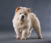 chow-chow puppy 이미지 (94020837) - 게티이미지뱅크 chow-chow puppy