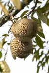 tropical durian pair 이미지 (99835338) - 게티이미지뱅크 tropical durian pair