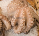 Octopus at the Fish Market CU Horiz 이미지 (172974182) - 게티이미지뱅크 Octopus at the Fish Market CU Horiz