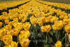 Field of tulips 이미지 (179296528) - 게티이미지뱅크 Field of tulips