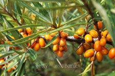 Sea-buckthorn berries 이미지 (94342304) - 게티이미지뱅크 Sea-buckthorn berries