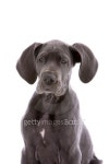 Curious puppy 이미지 (94697659) - 게티이미지뱅크 Curious puppy