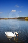 Swan on a Deep Blue Lake 이미지 (97176723) - 게티이미지뱅크 Swan on a Deep Blue Lake