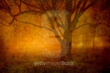 Foggy night 이미지 (99462191) - 게티이미지뱅크 Foggy night