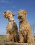 two lakeland terriers 이미지 (101773365) - 게티이미지뱅크 two lakeland terriers