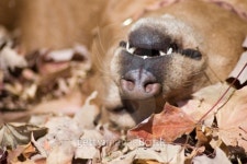 Dog Rolling in Fall Leaves 이미지 (145243888) - 게티이미지뱅크 Dog Rolling in Fall Leaves