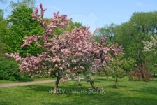 Beautiful blooming pink tree 이미지 (91718503) - 게티이미지뱅크 Beautiful blooming pink tree