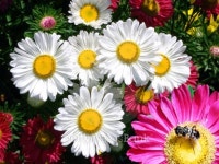 Daisy flower 이미지 (145923611) - 게티이미지뱅크 Daisy flower