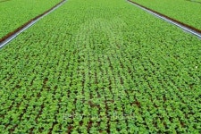 Primula seedlings growing     (A Lobke Peers) 이미지 (146998932) - 게티이미지뱅크 Primula seedlings growing     (A Lobke Peers)