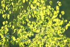 Green leaf 이미지 (94197999) - 게티이미지뱅크 Green leaf